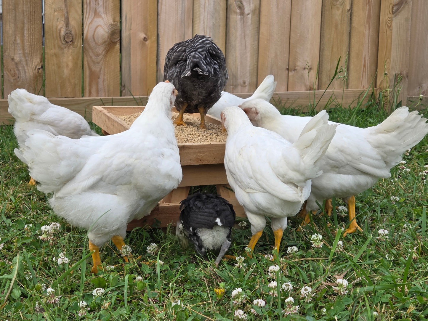 Chick-nic Table