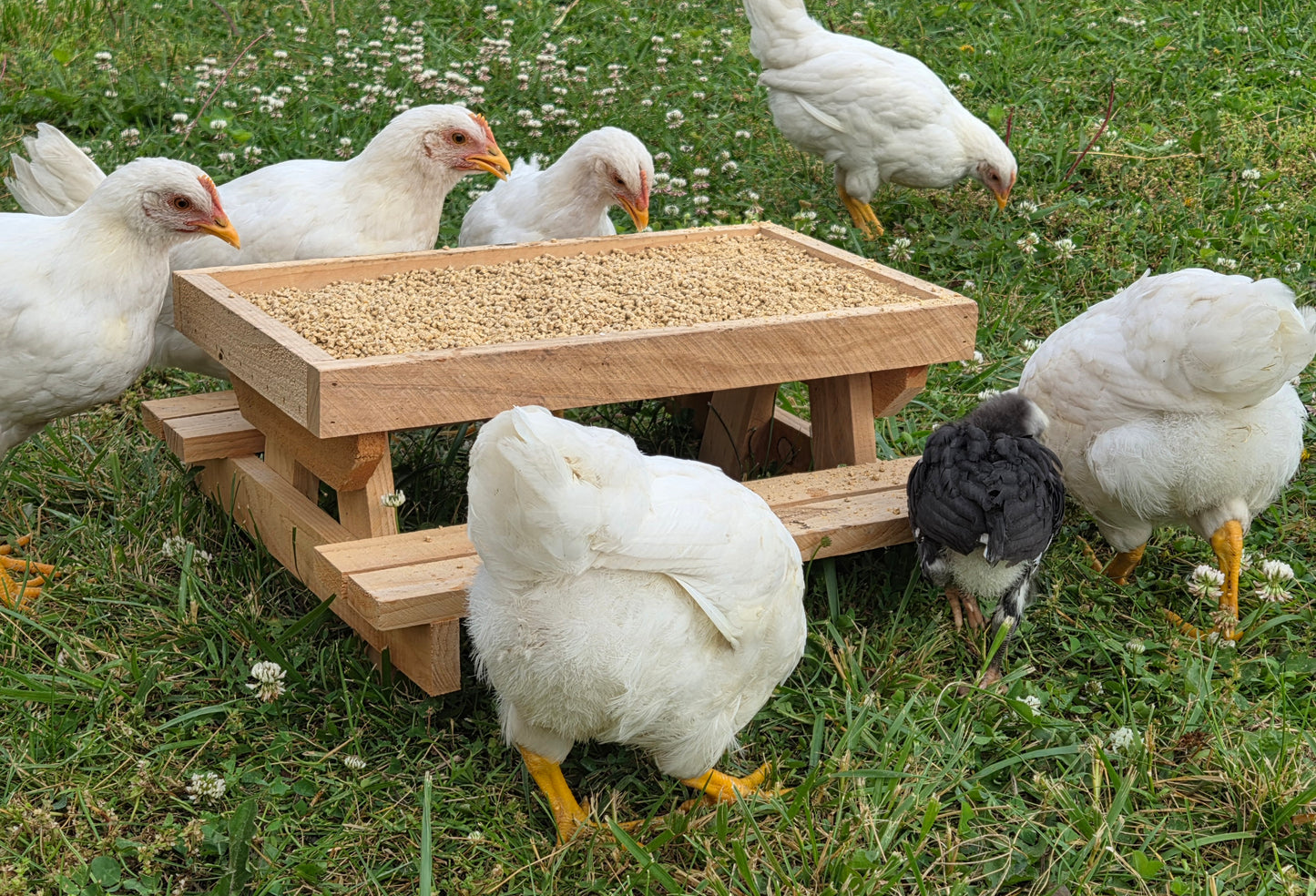 Chick-nic Table